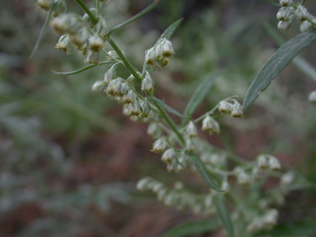 Asteraceae Artemisia ludoviciana