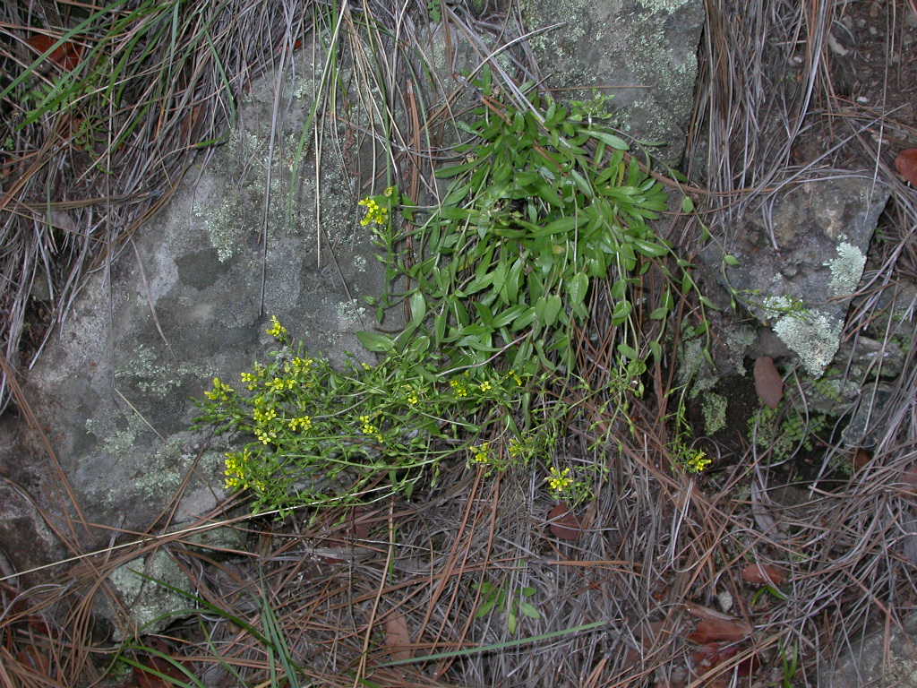 Brassicaceae Draba petrophila