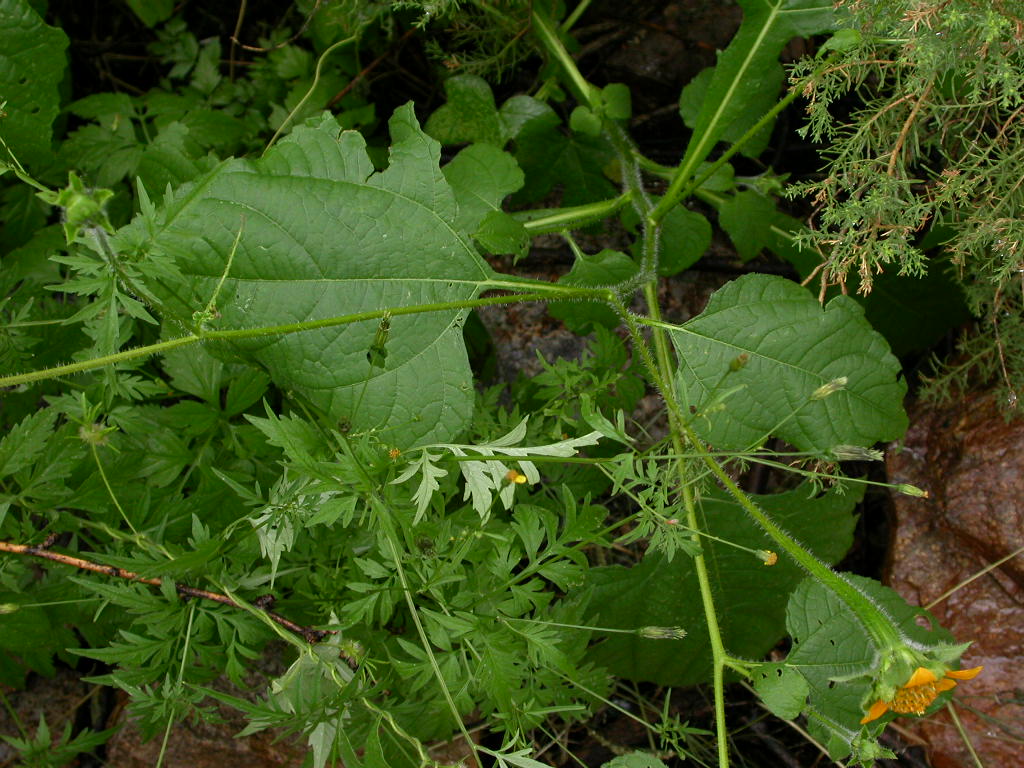 Asteraceae Tithonia thurberi