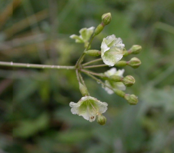Nyctaginaceae Boerhavia scandens