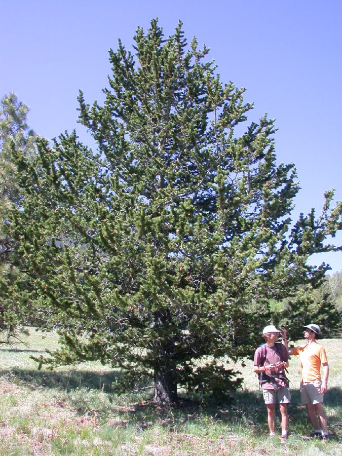 Pinaceae Pinus aristata