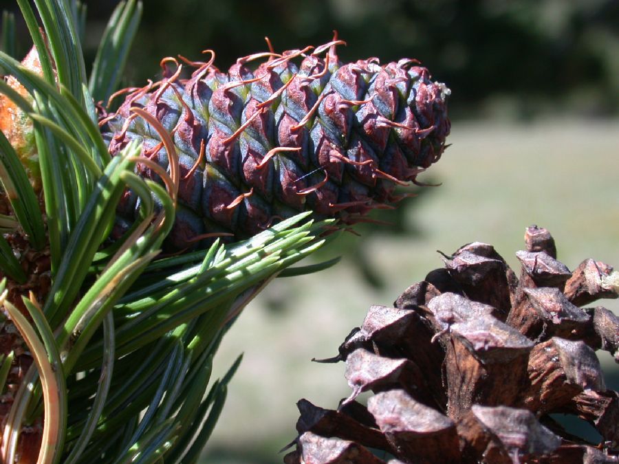 Pinaceae Pinus aristata
