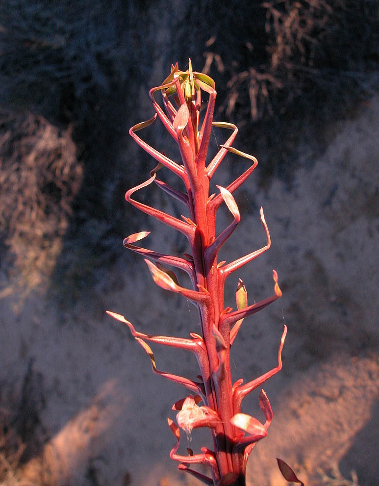 Fouquieriaceae Fouquieria columnaris