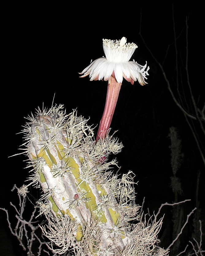 Cactaceae Machaerocereus 