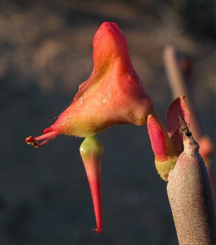 Euphorbiaceae Euphorbia macrocarpus