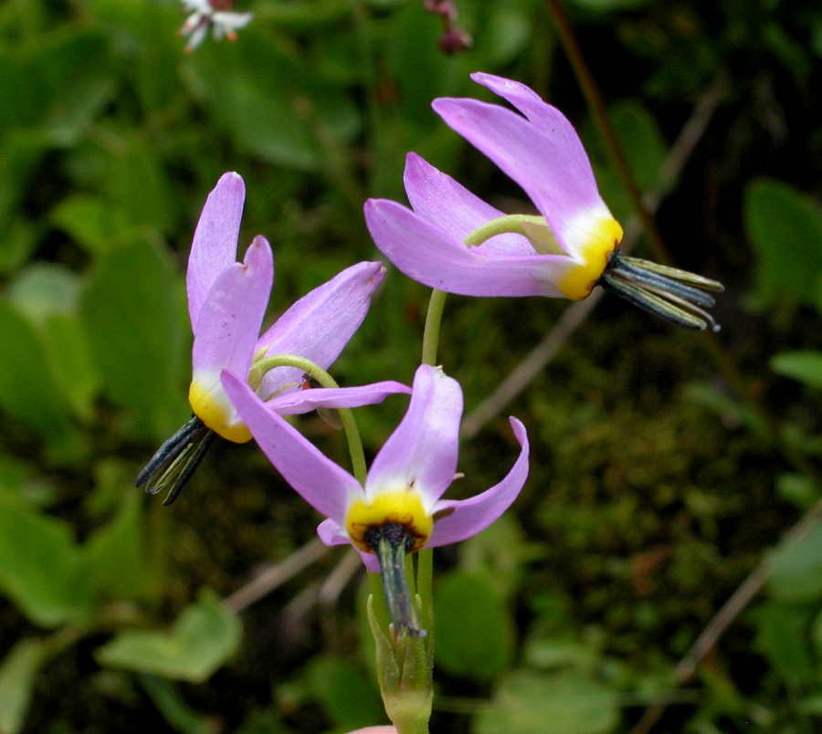 Primulaceae Dodecatheon 