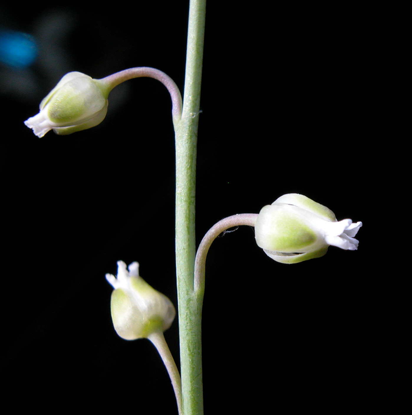 Brassicaceae Pennellia tricornuta