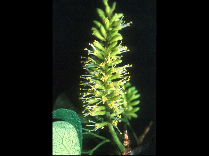 Fabaceae Microlobius foetidus