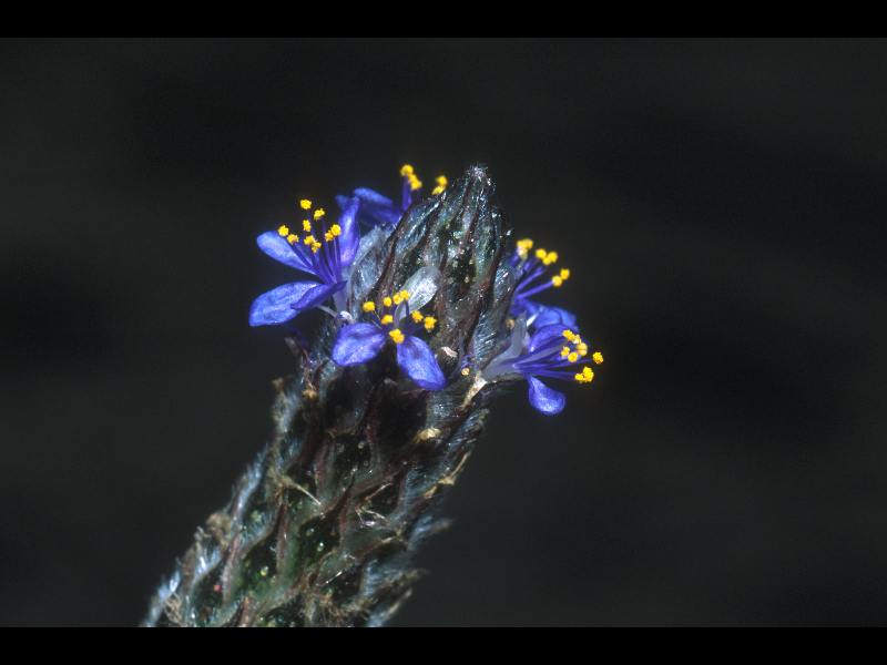 Fabaceae Dalea cliffordiana