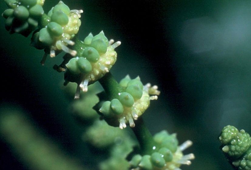 Gnetaceae Gnetum gnemon