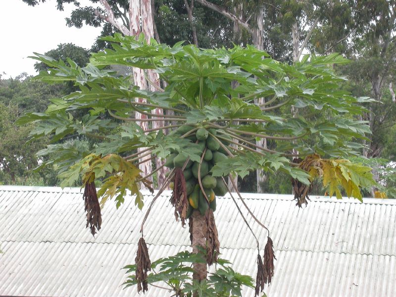 Caricaceae Carica papaya L.