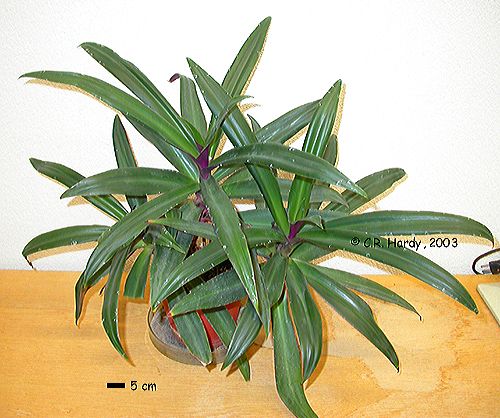Commelinaceae Tradescantia spathacea