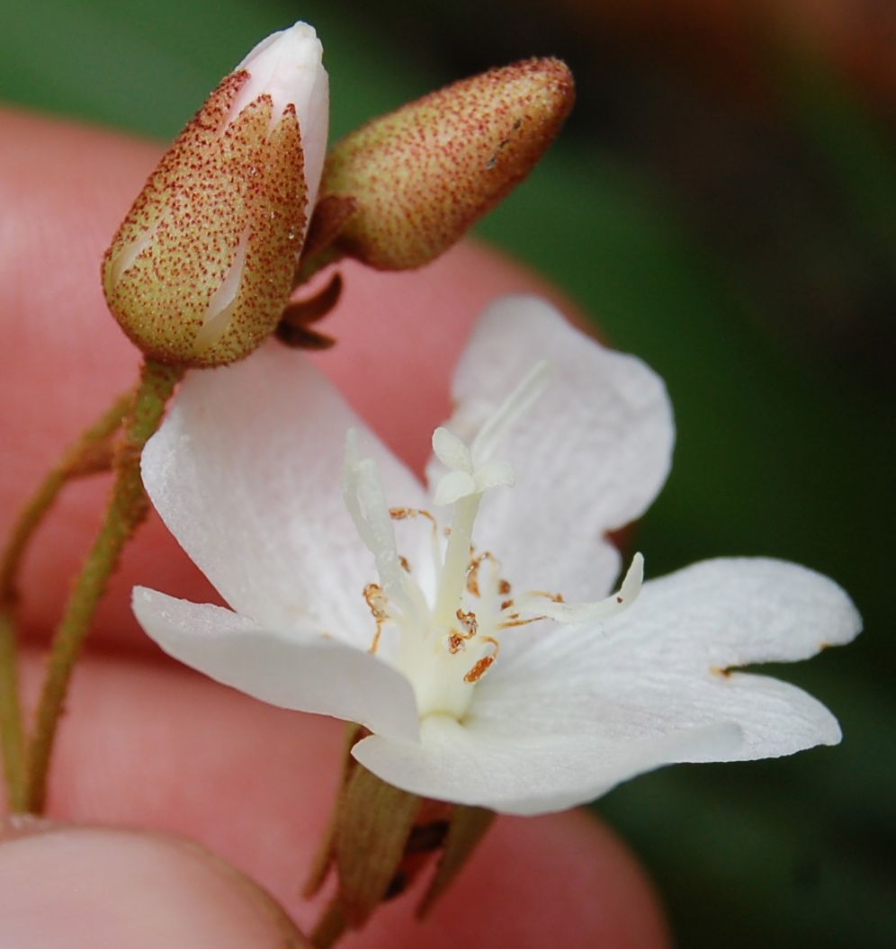 Dombeyaceae Dombeya dolicophylla