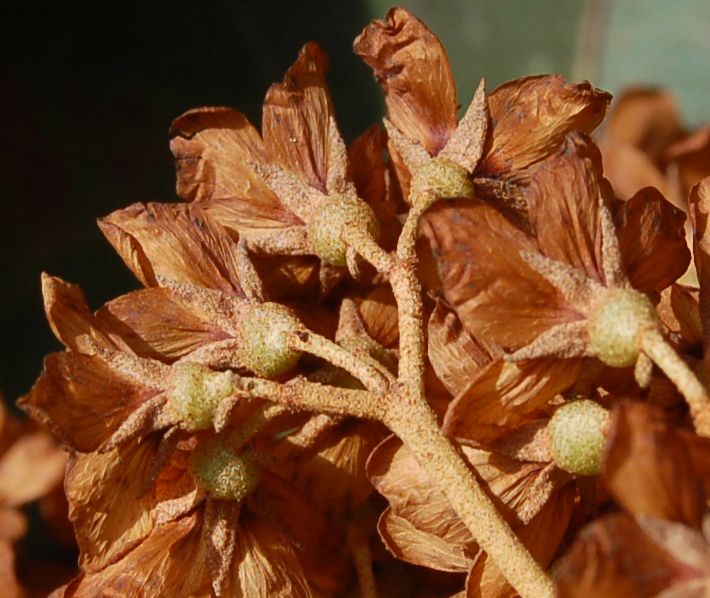 Dombeyaceae Dombeya lucida