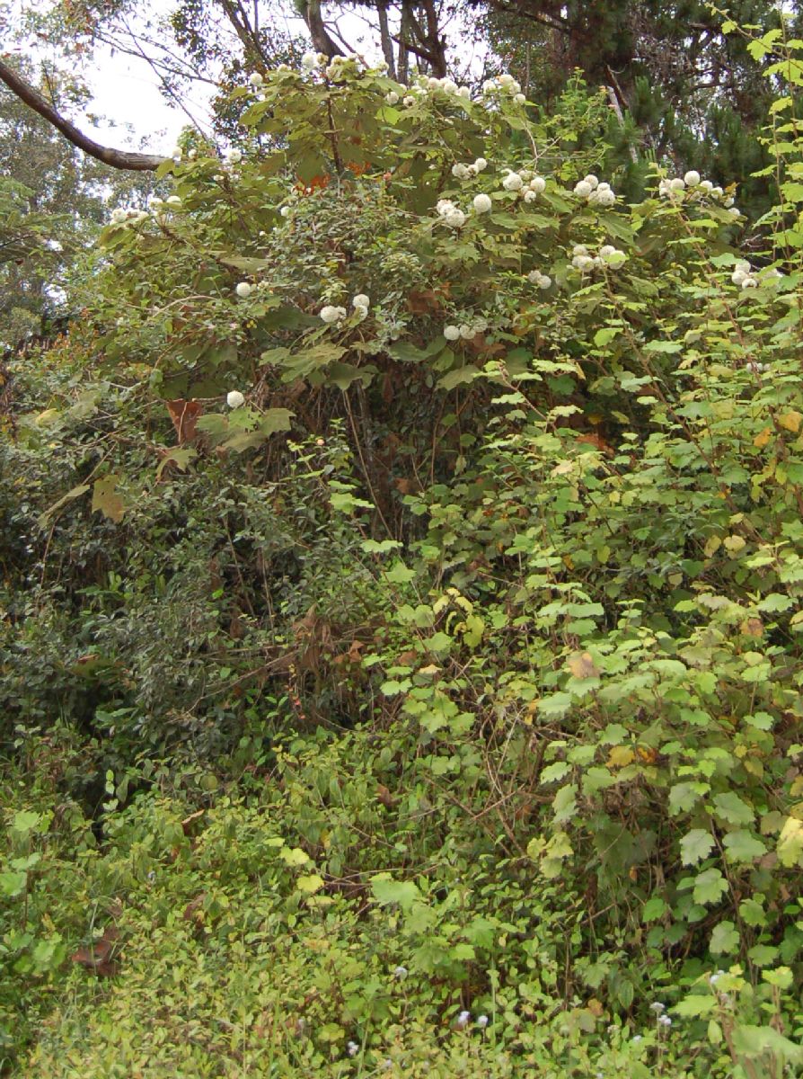 Dombeyaceae Dombeya acerifolia
