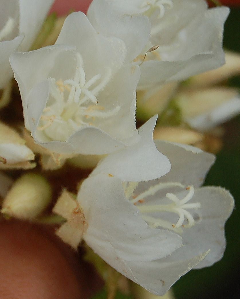 Dombeyaceae Dombeya sp.