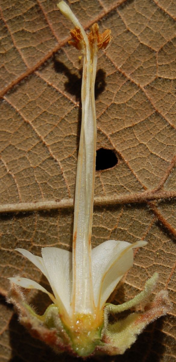 Dombeyaceae Dombeya sect.Astrapaea