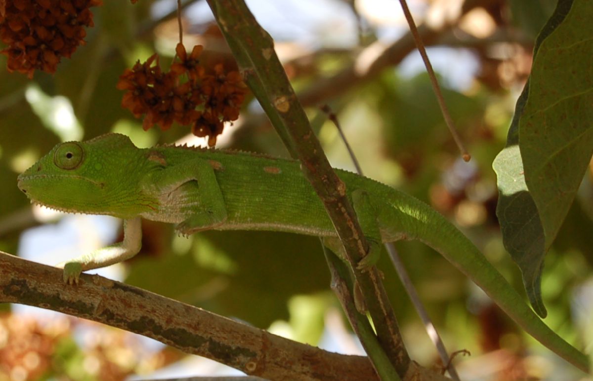 Chamaeleonidae  