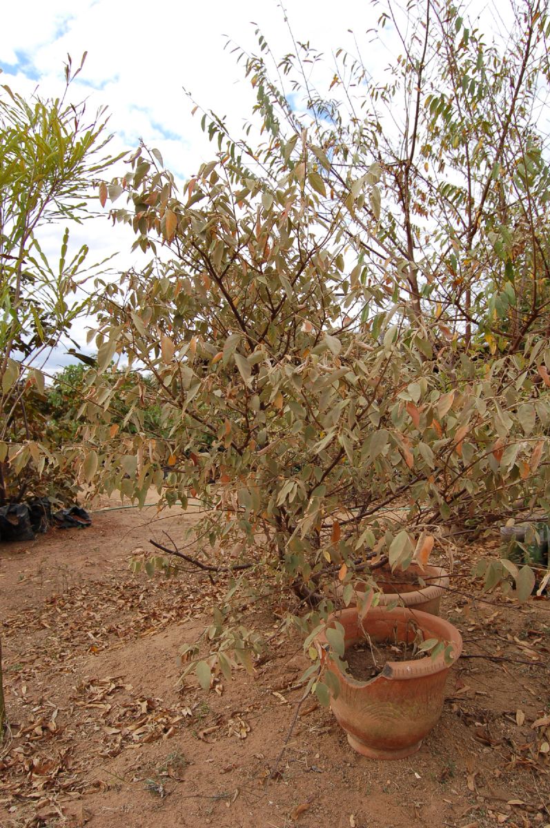 Byttneriaceae Rulingia madagascariensis