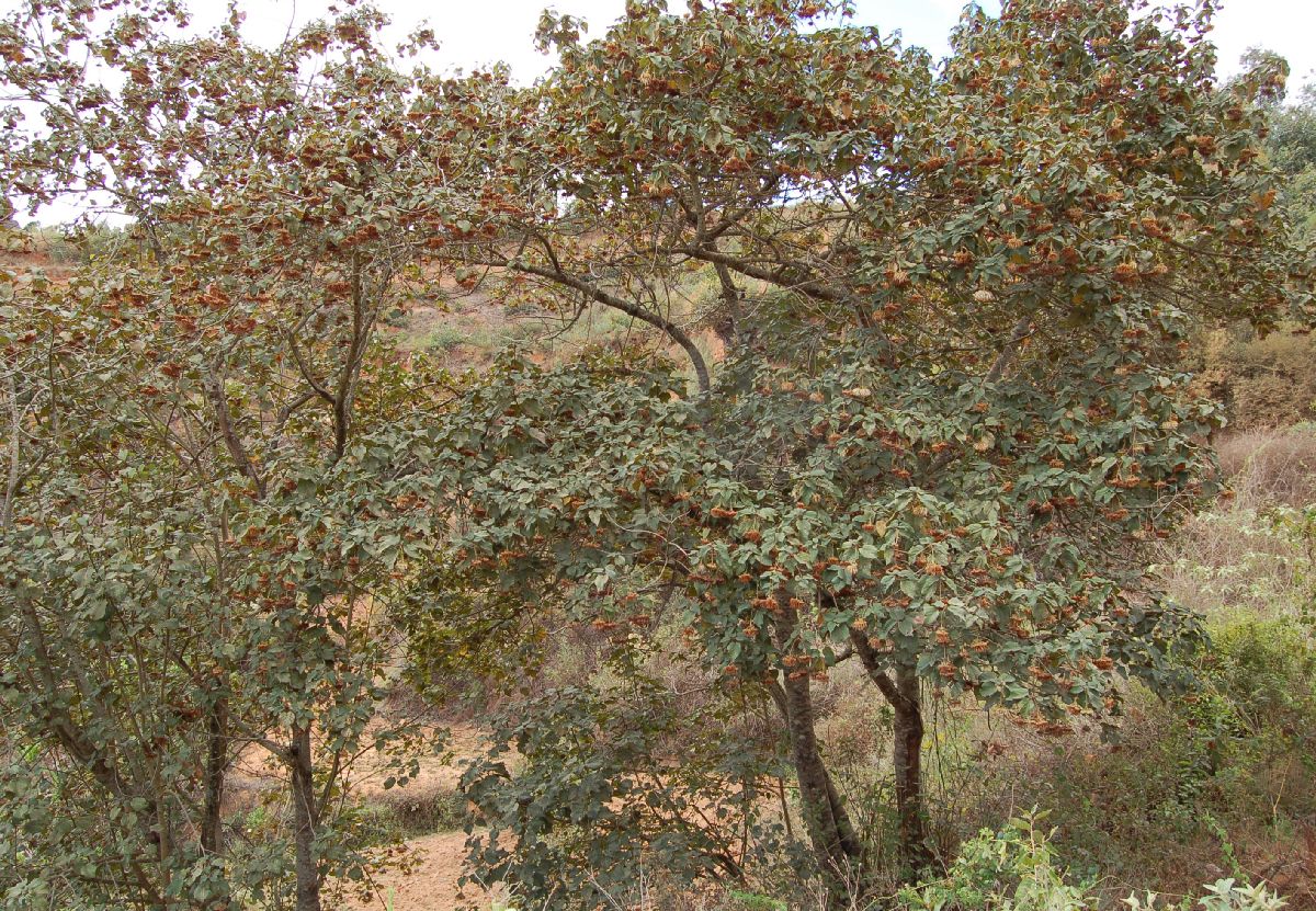 Dombeyaceae Dombeya sect. Astrapaea