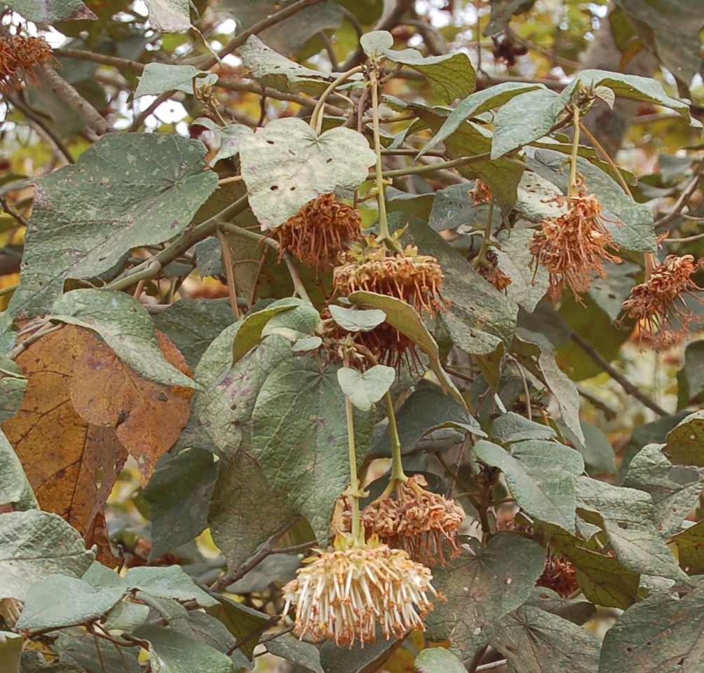Dombeyaceae Dombeya sect. Astrapaea