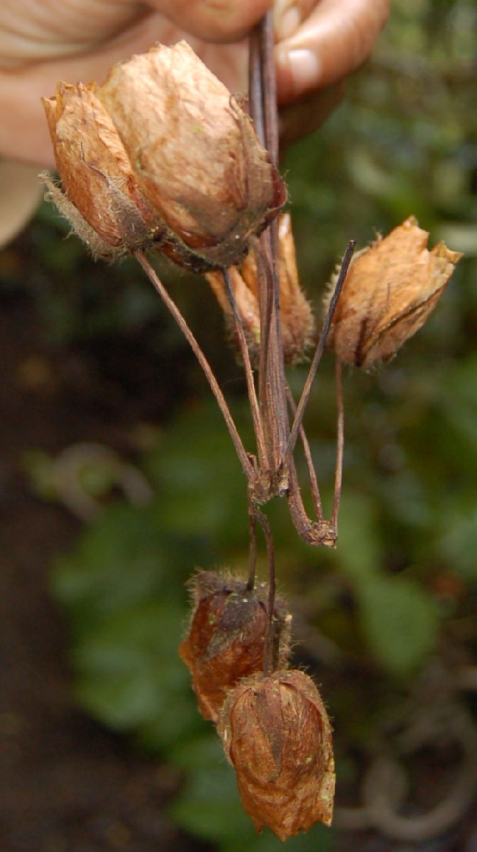 Dombeyaceae Dombeya coria