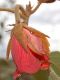 image of Dombeya macrantha