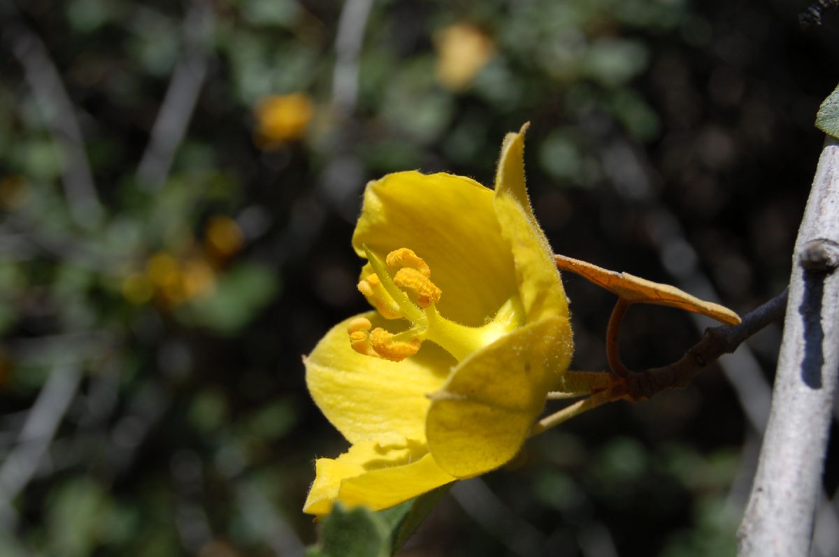 Bombacaceae Fremontodendron californicum