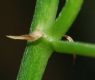 image of Pentapetes phoenicea