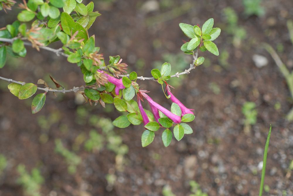 Linnaeaceae Abelia floribunda