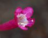 image of Abelia floribunda
