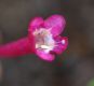 image of Abelia floribunda