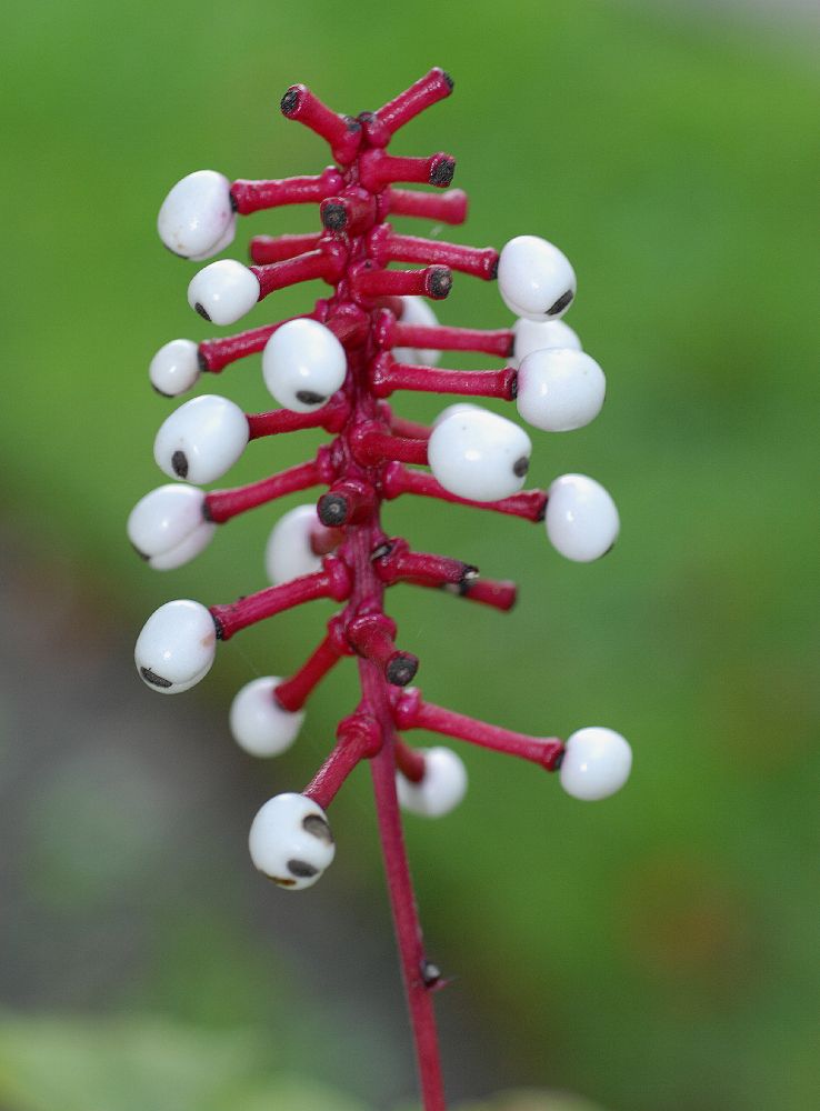 Ranunculaceae Actaea pachypoda