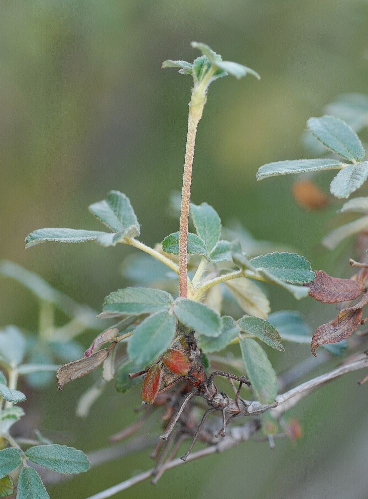 Rosaceae Polylepis besseri