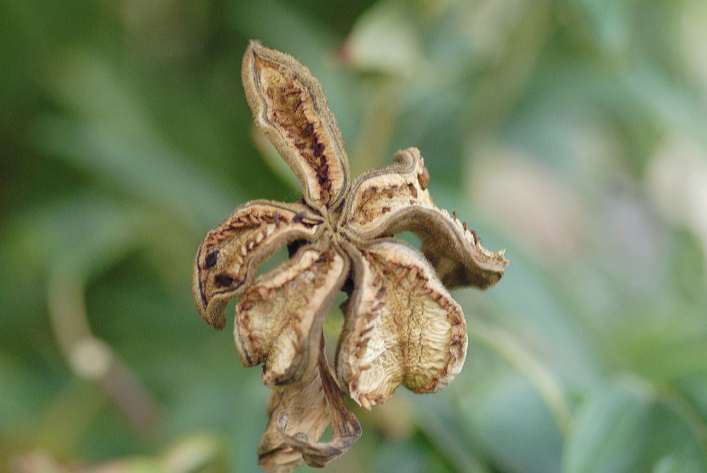 Paeoniaceae Paeonia suffruticosa