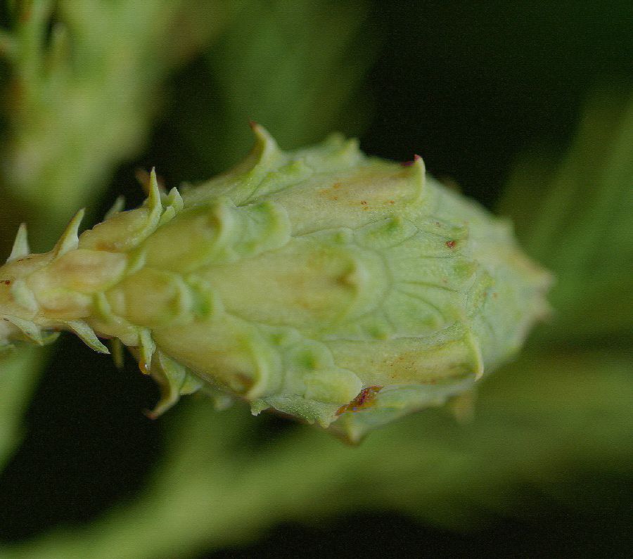 Cupressaceae Glyptostrobus pensilis