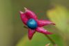 image of Clerodendrum trichotomum