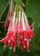 image of Fuchsia boliviana