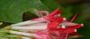 image of Fuchsia boliviana