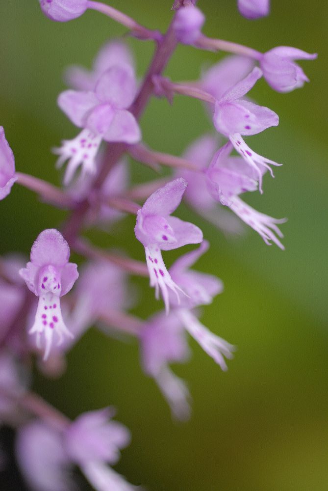 Orchidaceae Stenoglottis longifolia