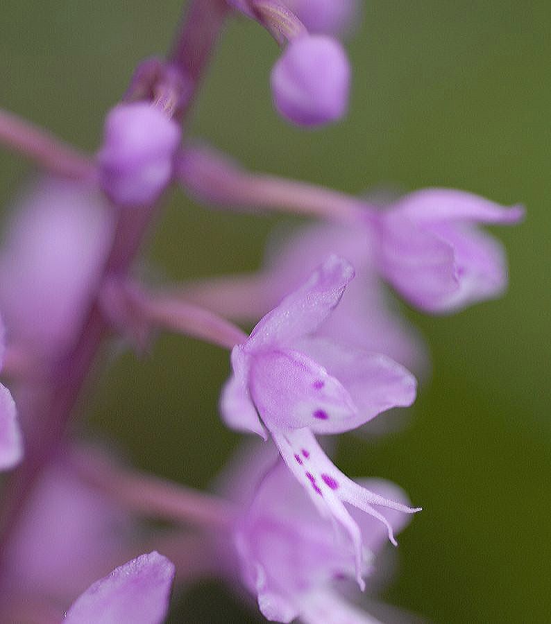 Orchidaceae Stenoglottis longifolia