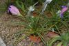 image of Tillandsia cyanea