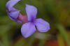 image of Tillandsia cyanea