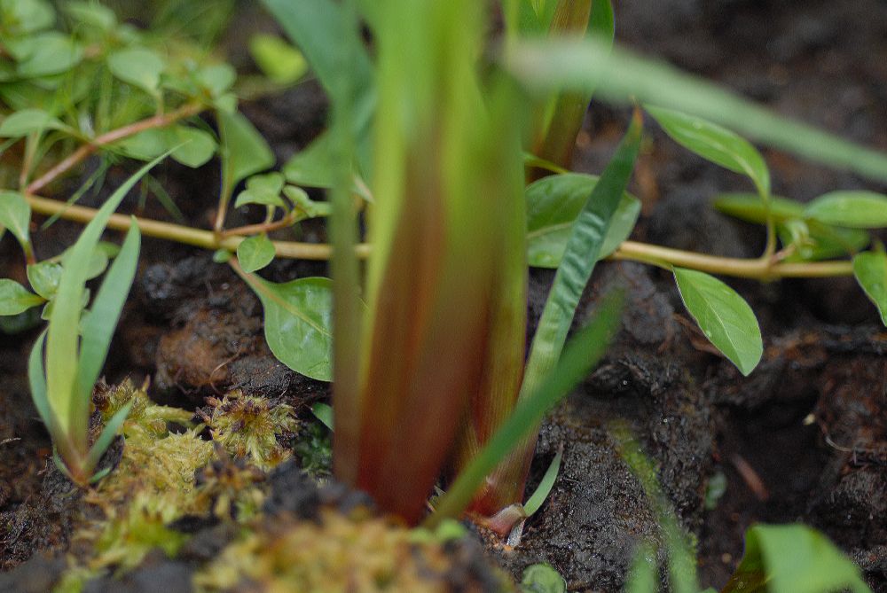 Xyridaceae Xyris laxifolia