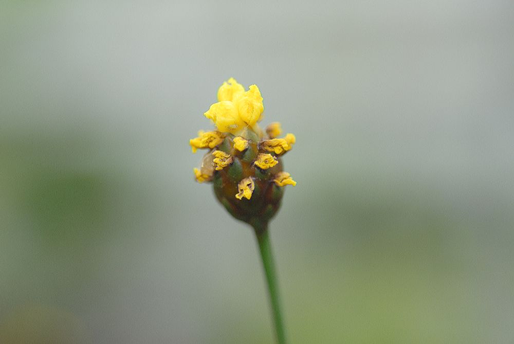 Xyridaceae Xyris laxifolia