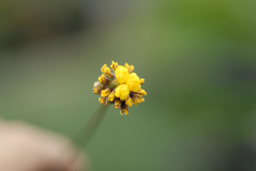 Xyridaceae Xyris laxifolia