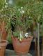 image of Begonia partita