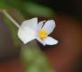 image of Begonia partita