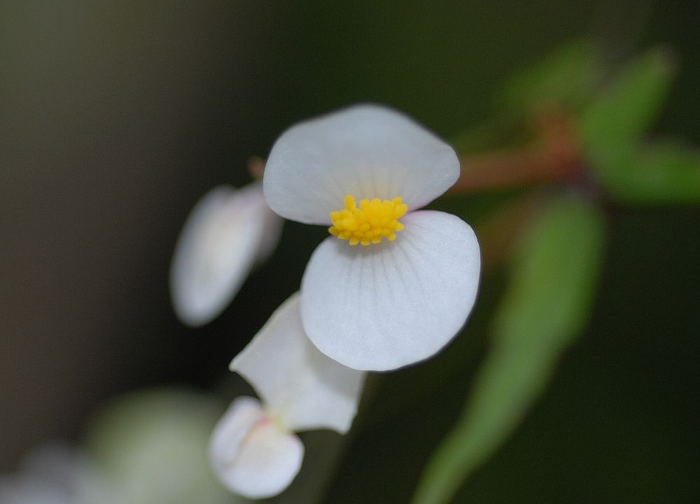 Begoniaceae Begonia partita