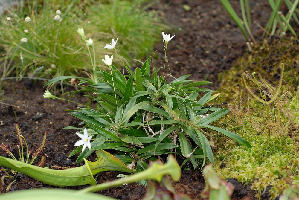 Velloziaceae Barbacenia elegans